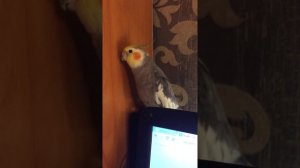 Корелла Жорочка поет и разговаривает