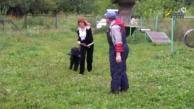 Дрессировка чёрных терьеров ЗКС 2, как научить собак бороться за добычу