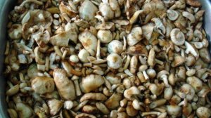 Опята солёные