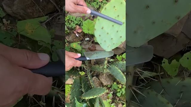 У нас ооочень много Опунции 🌵🌵🌵.