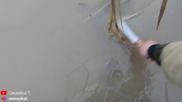 Почищенный пруд на даче для рыбы. Срезал всю осоку в пруду. Артефакт в пруду ?. Ждём снега - воды..