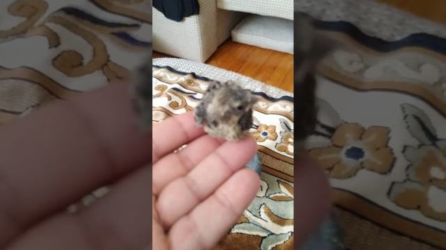 Подрастают два гибрида , канарейка ,чиж,овсянка,щегол. смотреть онлайн