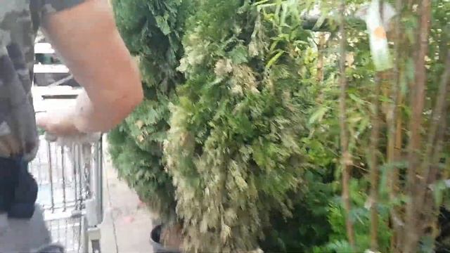 Цветы из макарон,кактусы,железные птицы,огромные опунции и горилла.410 смотреть онлайн