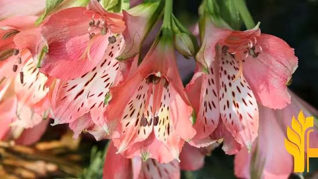 Alstroemerias prices 2021/2022 latest, global prices - today смотреть онлайн