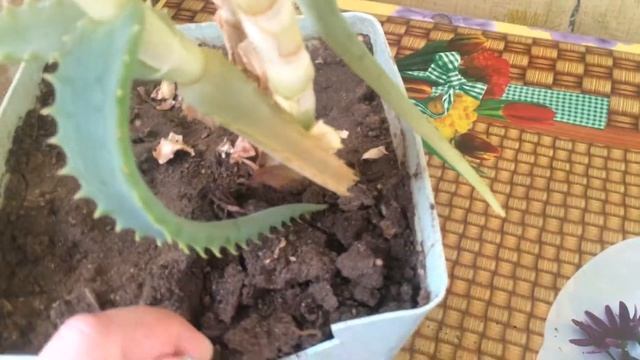 Покупки,пересадка алоэ,готовка пирожков. смотреть онлайн