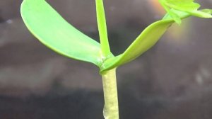 Гледи́чия. От семян до саженца.