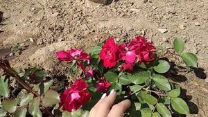 Канадская роза Николас