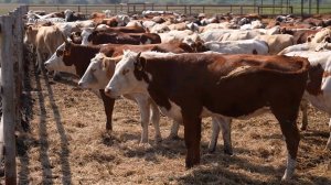 Тимур и его мясо-молочная команда. Агрокурьер