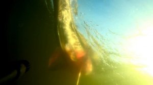 Подводная охота золотой осенью. Обстановка под водой на нашем Десногорском водохранилище.