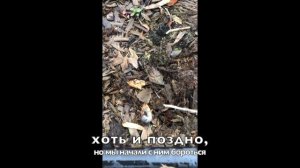 Хрущ на плантации голубики.