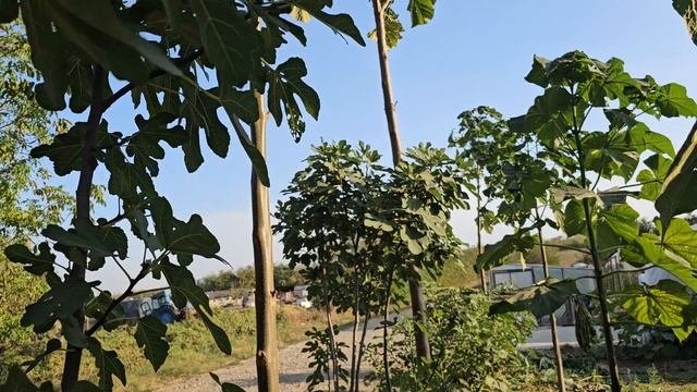 Как ускорить вызревание инжира. Как укрыть в зиму инжир от вымерзания.