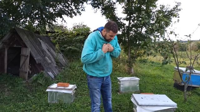 Пчелы исчезли. Осенний слет пчел главная причина смотреть онлайн