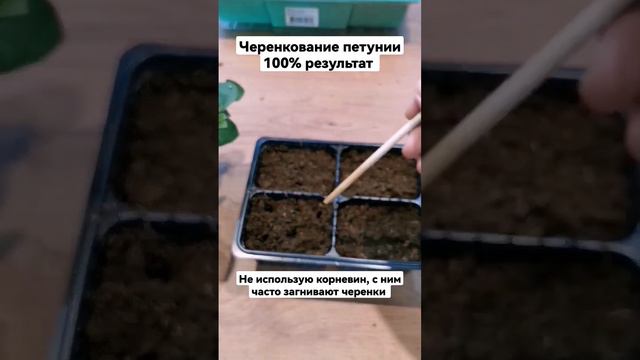 Черенкование петунии 100% результат. Как черенковать петунию.