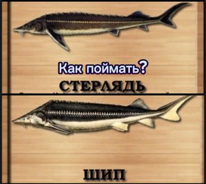 Как поймать Шип и Стерлядь на Волге.