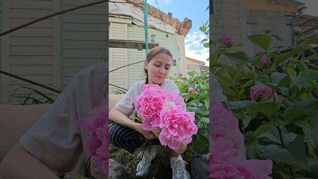 Пионы