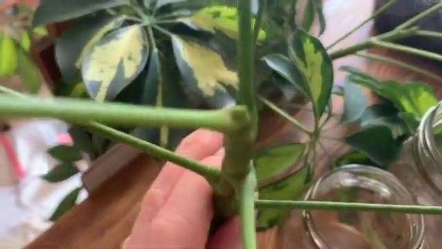 Propagating Schefflera Arboricola | Down And Dirty Plants