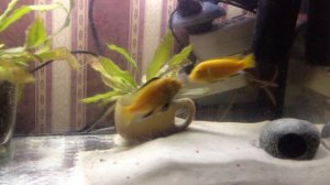 Самцы цихлид дерутся