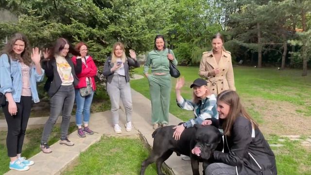 Кане корсо Кинг обожает общаться с девушками! смотреть онлайн