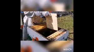 Японский улей. Пчеловодом может стать каждый.