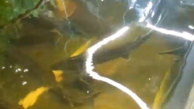 Живая рыба смотреть онлайн