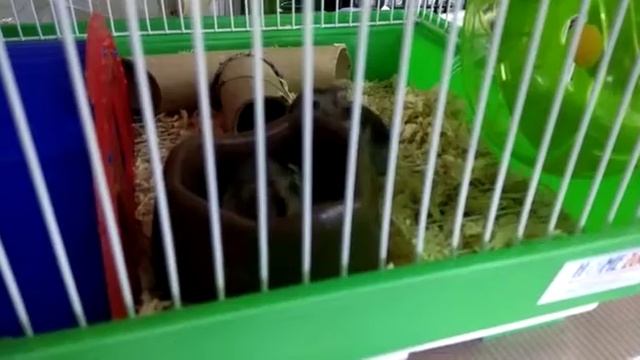 Джунгарские хомяки дерутся ?✊ ? смотреть онлайн