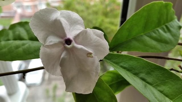 Брунфельсия 3. "Завтра". смотреть онлайн