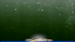 К рыбалке готов.  Рыболовные снасти на АлиЭкспресс. #рыбалка #АлиЭкспресс