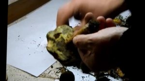 Съедобные грибы-Маховик желто-бурый