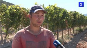 Ранний и сладкий: предприятия Севастополя собирают виноград