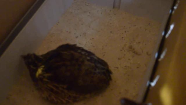 Заметила, что перепёлки не сразу находят поилку... смотреть онлайн