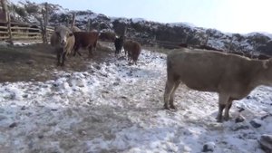 Зерно, скот, как ставить азотом тавро?