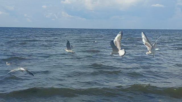 финский залив.mp4