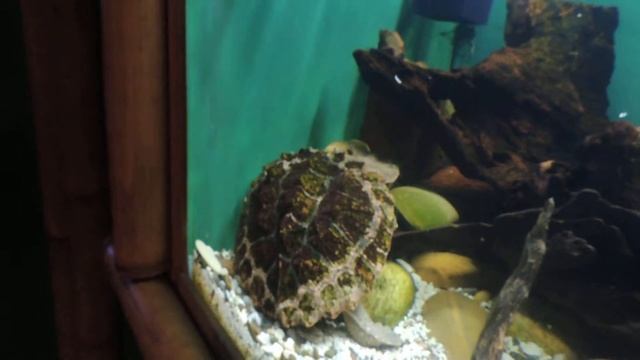 Бахромчатая черепаха . смотреть онлайн