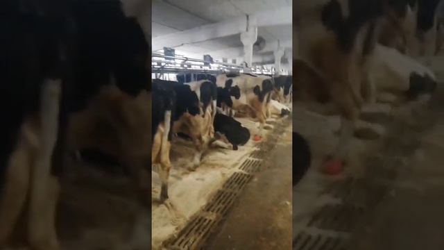 Содержание коров. Какие условия нужны для выращивания крупного рогатого скота?