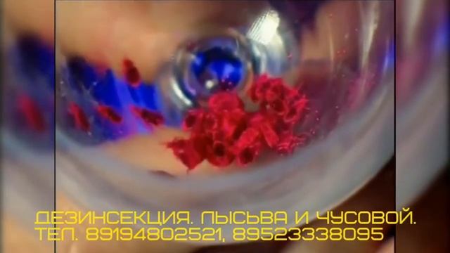 Клопы  Очень интересное видео про клопов и про ПОВТОРНЫЕ ОБРАБОТКИ!