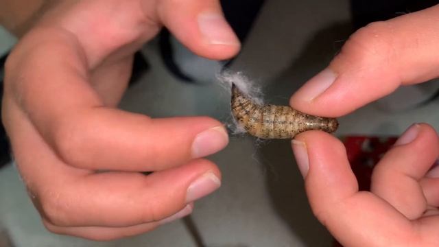 Моя гусеница ? окуклилась и теперь я выращиваю бабочку! смотреть онлайн