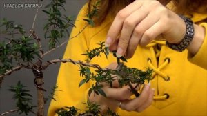 Бонсай из мирта (ч.3).