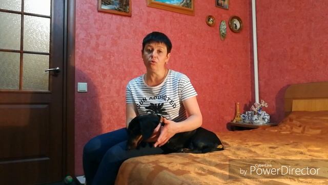 ТЕЧКА У СОБАК//АШУЛА//СКОРО ВЯЗКА смотреть онлайн