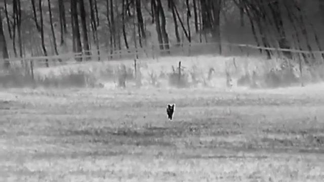 HIKMICRO lynx pro LH 25 liška - red fox (Vulpes vulpes) 26. 3. 2021 смотреть онлайн