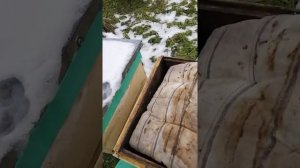 Обработка щавелевой кислотой пчел