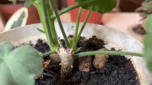 Боремся с черной ножкой на герани после обрезки, бесплатный рабочий 100% способ