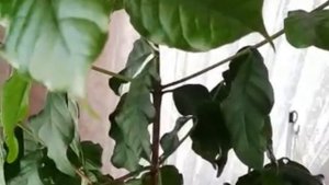 Кофе Арабика . Первое цветение.