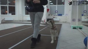 Татьяна и хаски Бакки. Занятие по дрессировке: обучение собаки движению рядом. Тольятти, 05.03.2020.