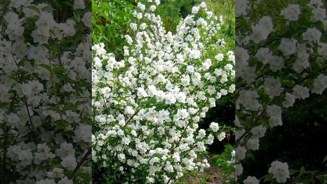 Чубушник, рубрика Лекарственные растения Волгоградской области смотреть онлайн