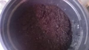 Посев семян  многолетников под зиму.