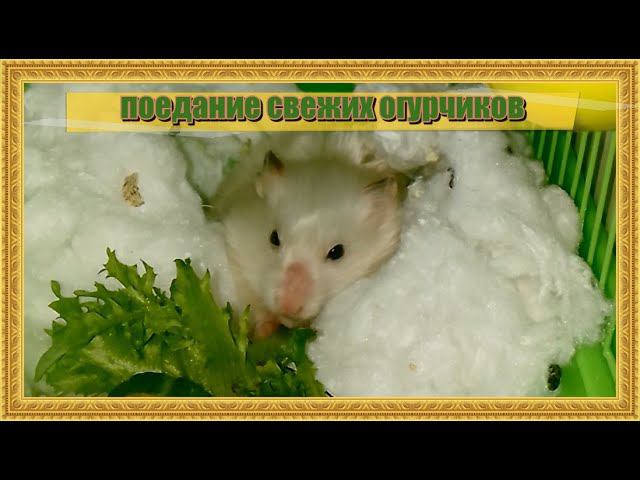 ОПЯТЬ ДЕНЕЖНЫЕ ТРАТЫ НА ПРОДУКТЫ ДЛЯ ХОМЯКОВ......(((((ПОГЛОЩЕНИЕ СВЕЖЕНЬКИХ))))) овощей......