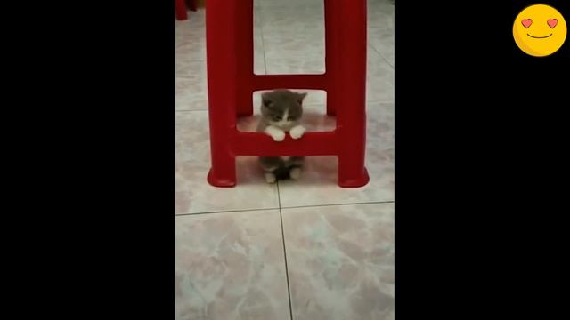 Самые смешные животные 2021/Лучшие приколы с котами и собаками 2021