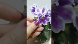 Стандартная фиалочка Ват- Вероника. Обзор.