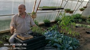 НЕ САЖАЙТЕ В ТАКУЮ ПОГОДУ РАССАДУ НИКОГДА. ФИОЛЕТОВЫЕ ЛИСТЬЯ У ТОМАТОВ. О РАННИХ ОВОЩАХ И КОНФЕТЕ 2