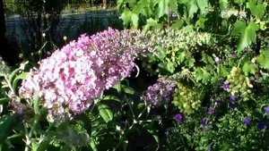 Цветы Будлея Давида